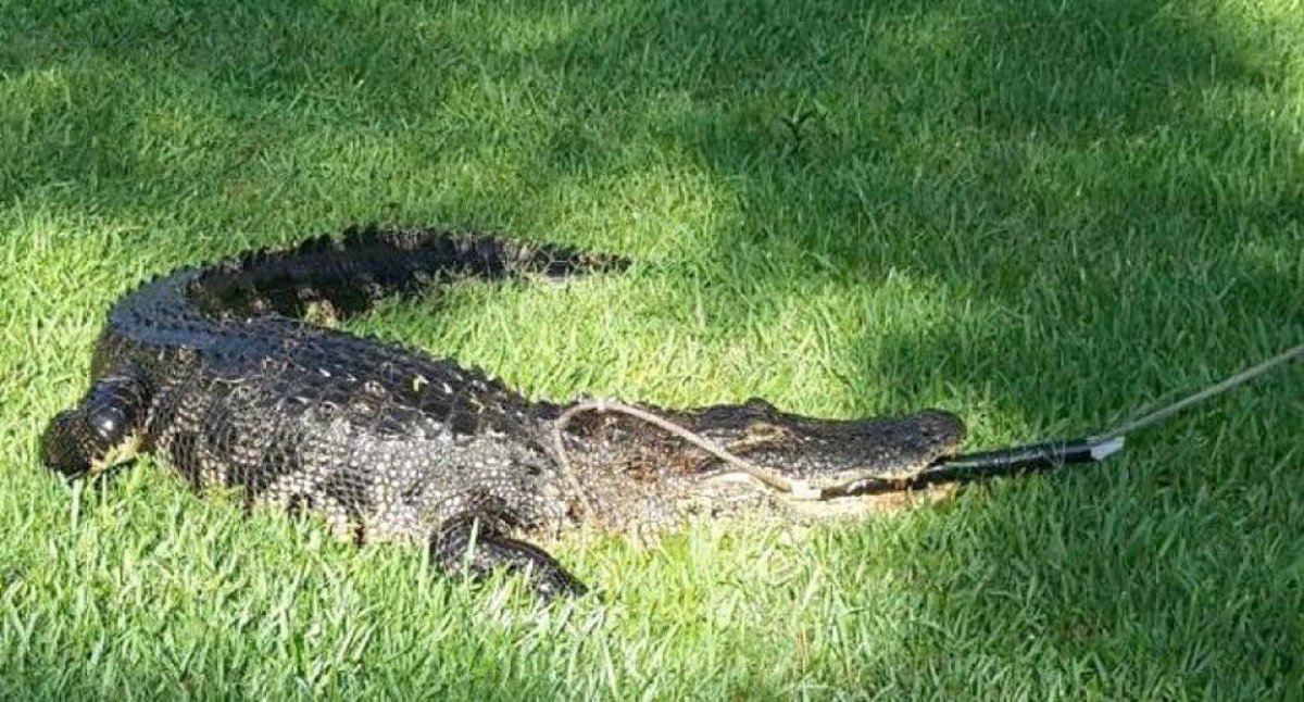 Elusive 'Ghost Gator' caught after a month roaming Florida city ...