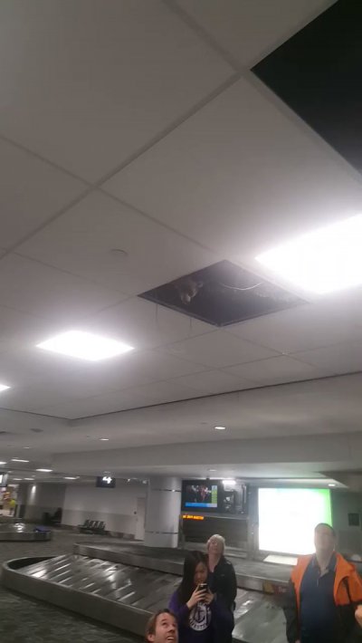 Toronto Airport Visitors Spot Raccoon Peeking Out From Ceiling